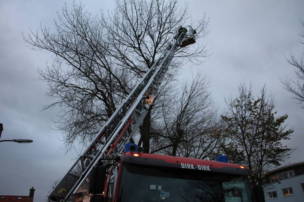 Brandweer red kat uit boom