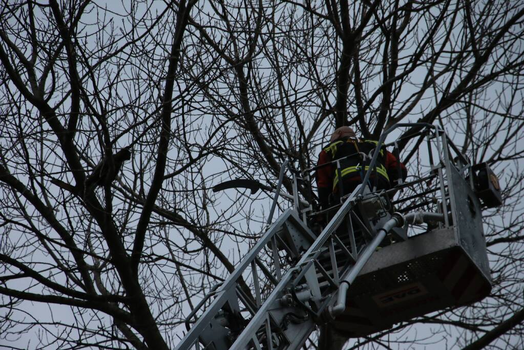 Brandweer red kat uit boom