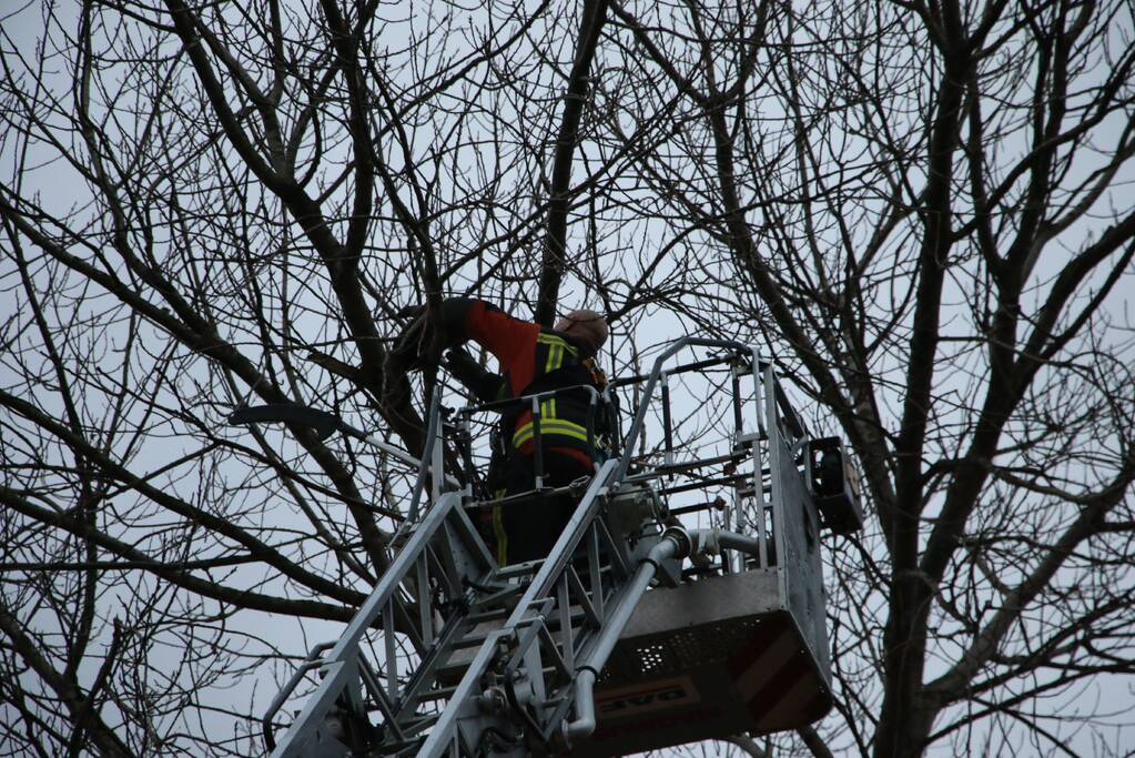 Brandweer red kat uit boom