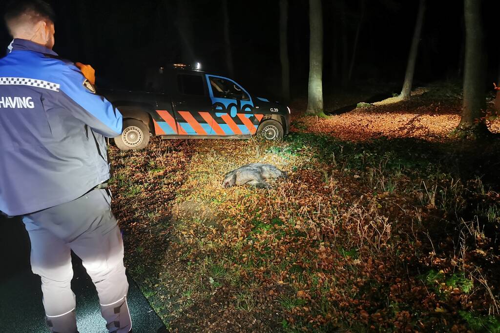Wild zwijn overleden na aanrijding met auto