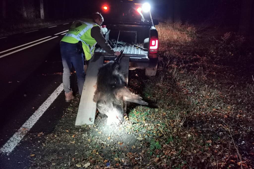 Wild zwijn overleden na aanrijding met auto