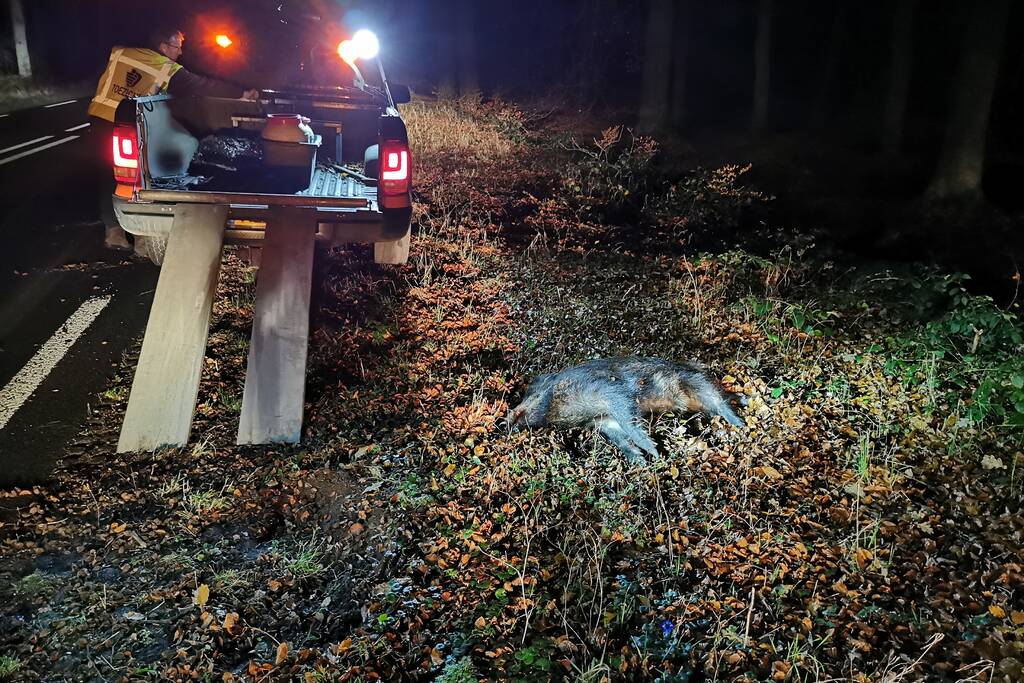 Wild zwijn overleden na aanrijding met auto