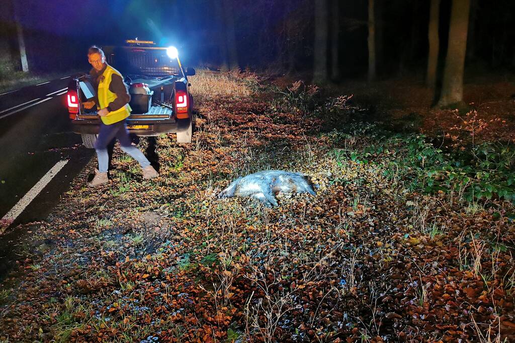Wild zwijn overleden na aanrijding met auto