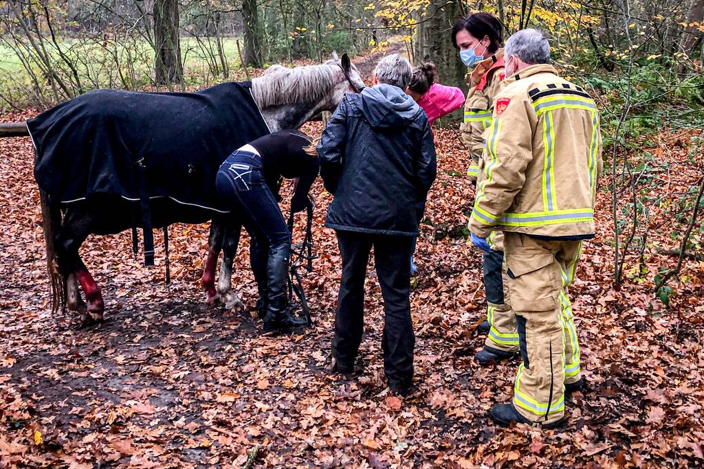 Paard glijdt uit op gladde loopbrug