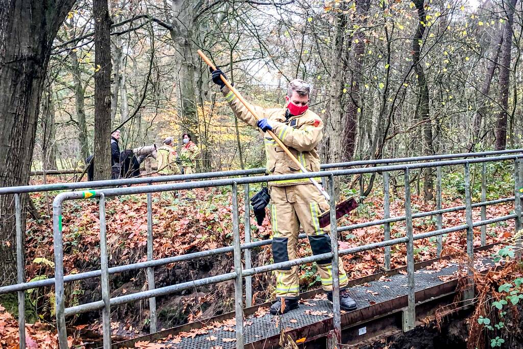 Paard glijdt uit op gladde loopbrug
