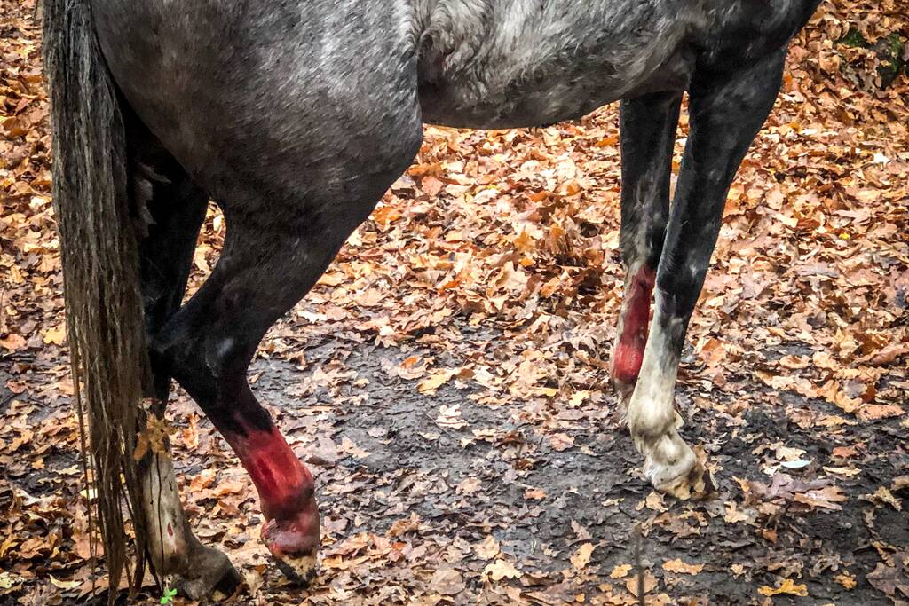 Paard glijdt uit op gladde loopbrug