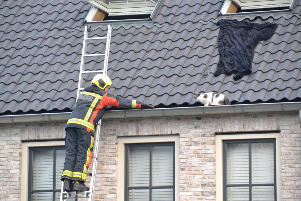 Kat in dakgoot van woning