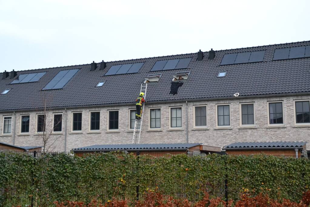 Kat in dakgoot van woning