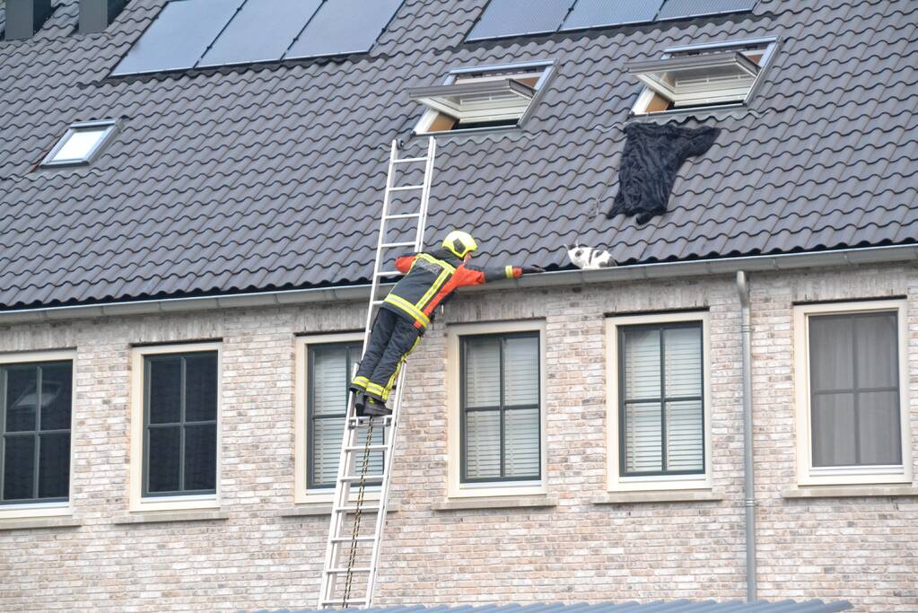 Kat in dakgoot van woning