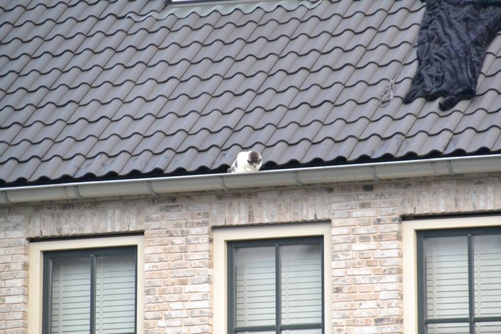 Kat in dakgoot van woning
