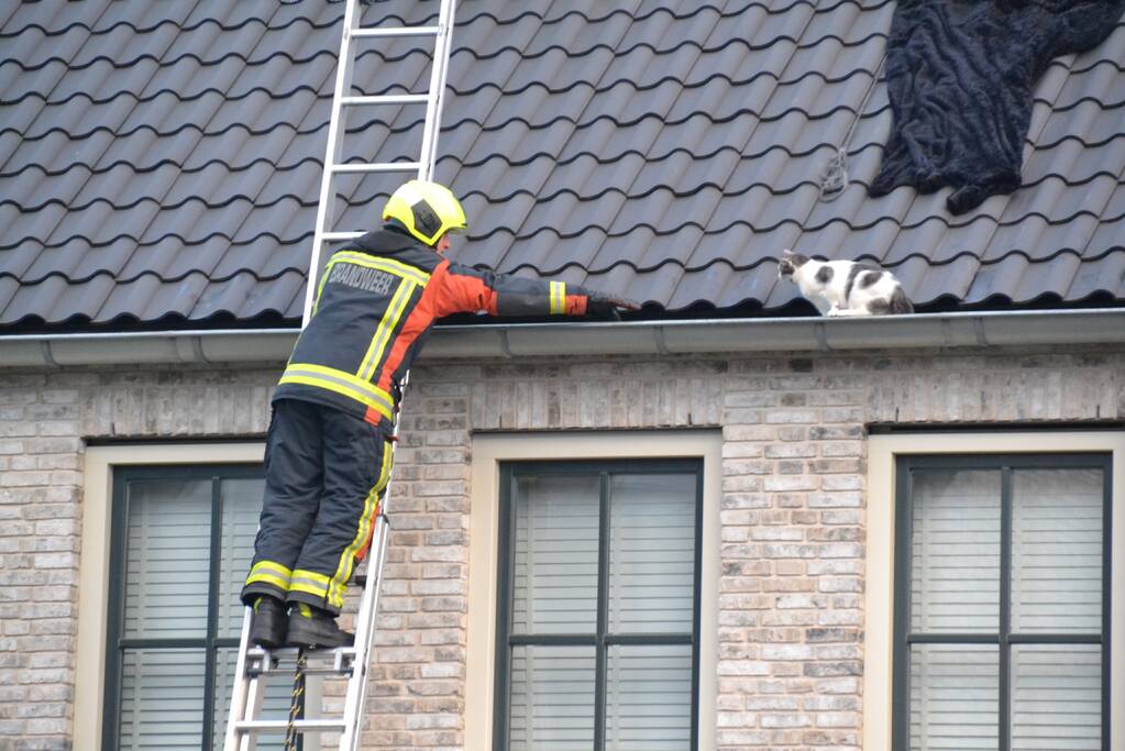 Kat in dakgoot van woning