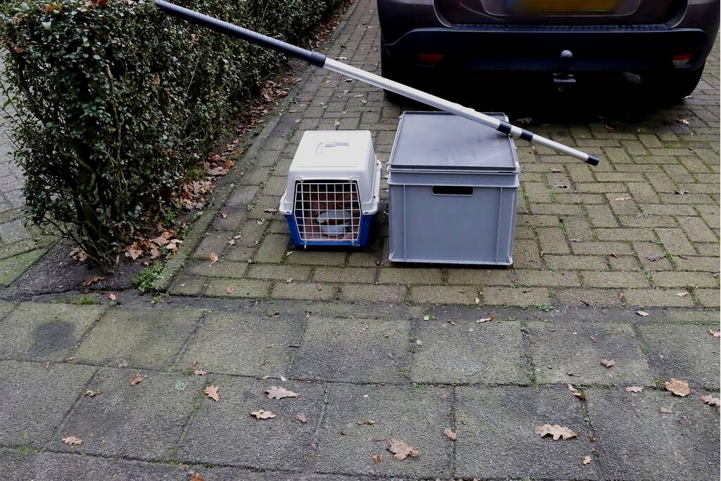 Brandweer ingezet voor kat in de boom