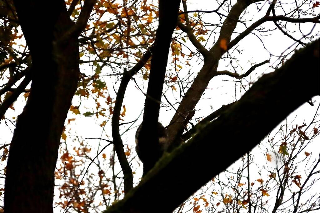 Brandweer ingezet voor kat in de boom