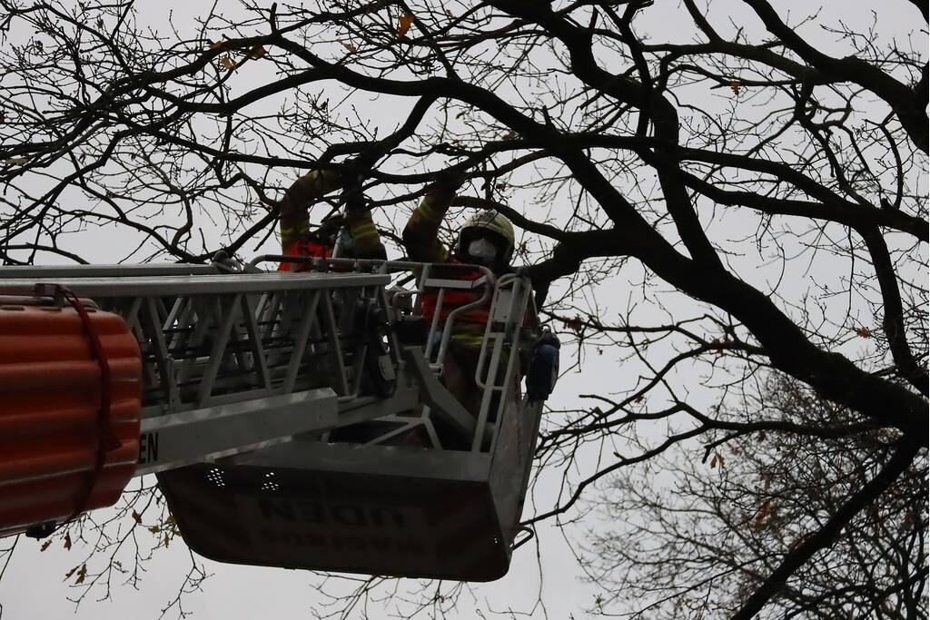 Brandweer ingezet voor kat in de boom