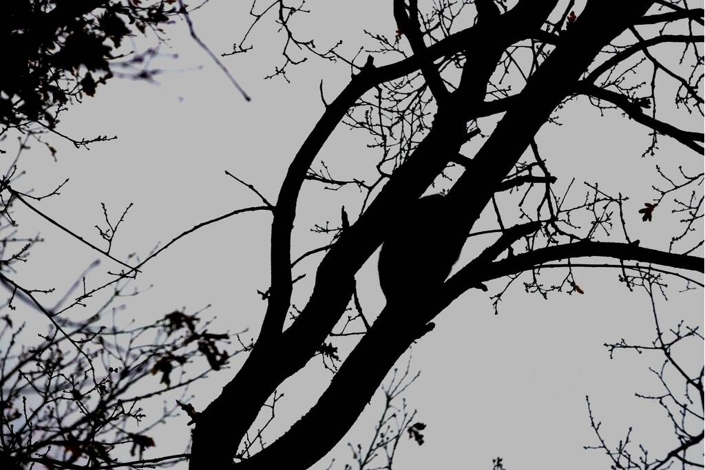 Brandweer ingezet voor kat in de boom