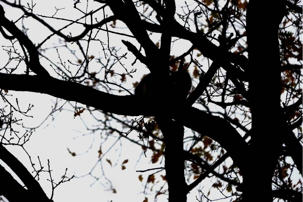 Brandweer ingezet voor kat in de boom