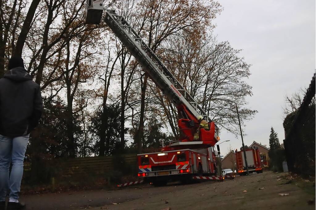 Brandweer ingezet voor kat in de boom