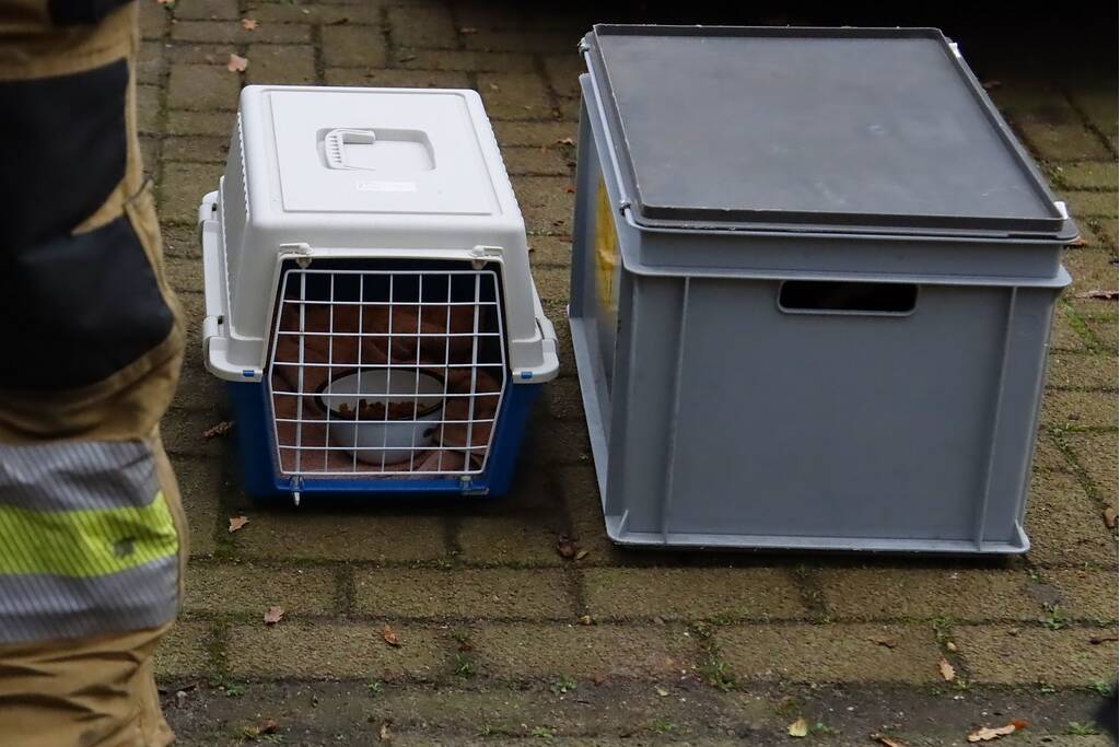 Brandweer ingezet voor kat in de boom