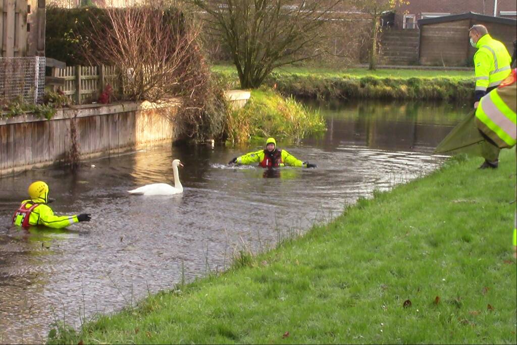 Gewonde zwaan uit water gehaald