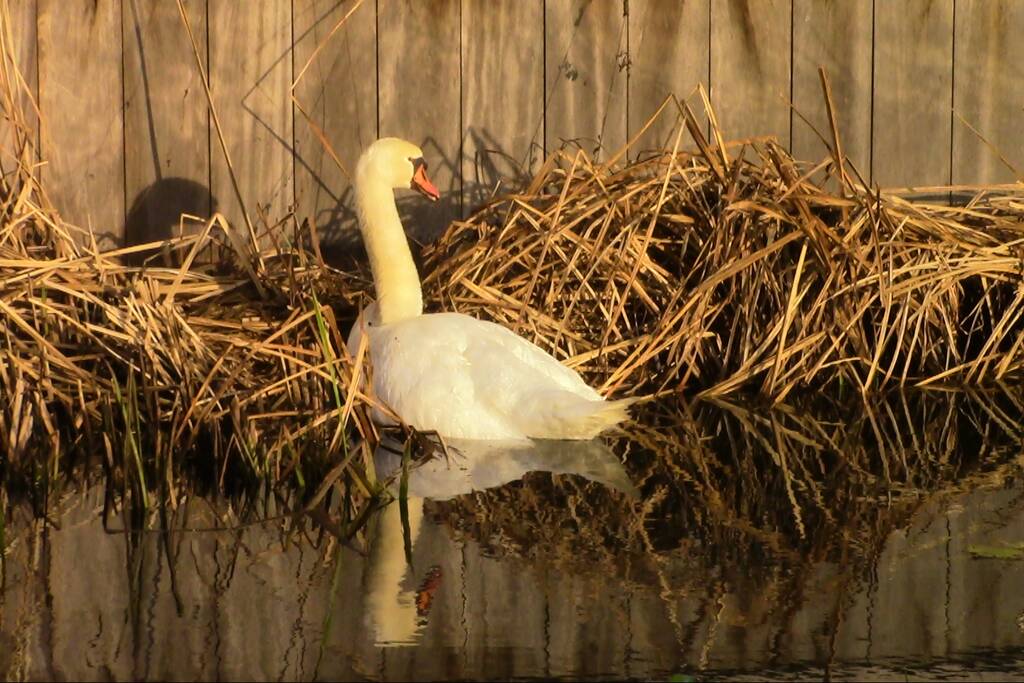 Gewonde zwaan uit water gehaald