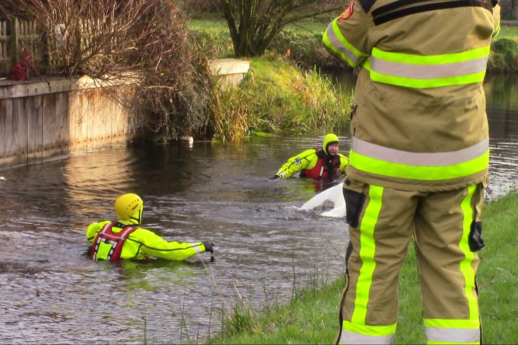Gewonde zwaan uit water gehaald