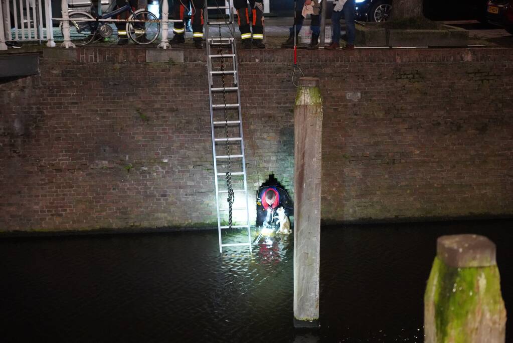 Brandweer redt kat uit het water