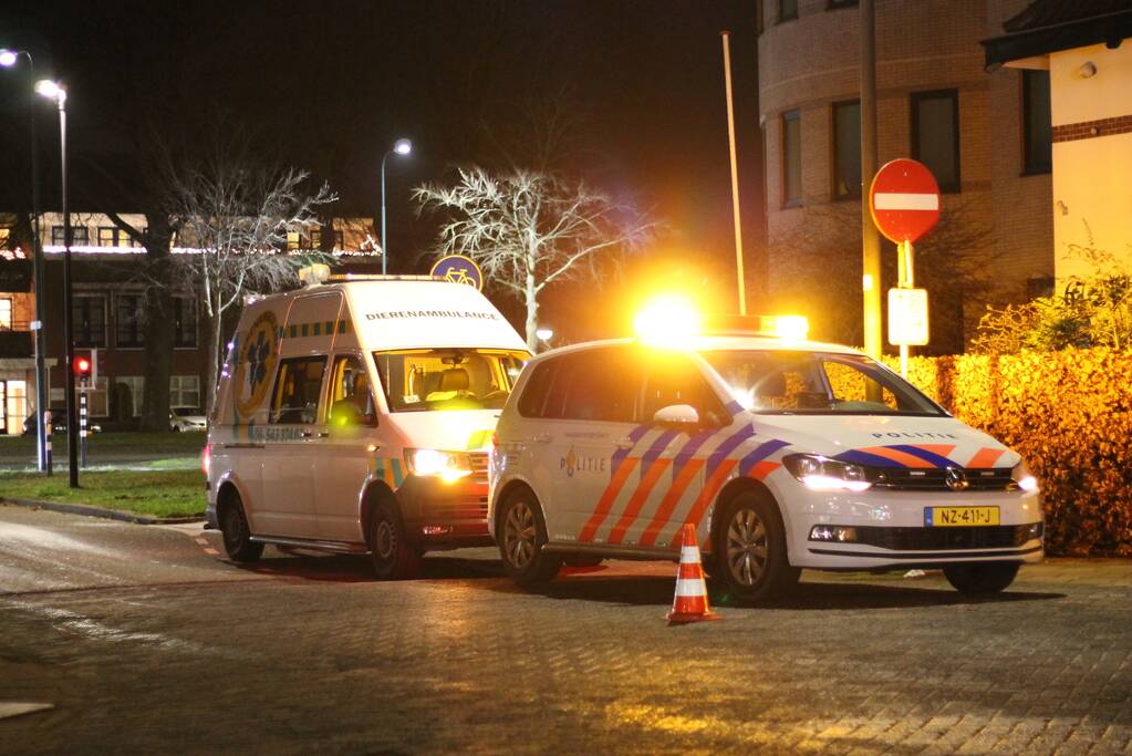 Voetganger met hond aangereden