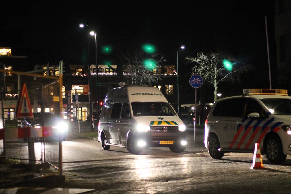 Voetganger met hond aangereden