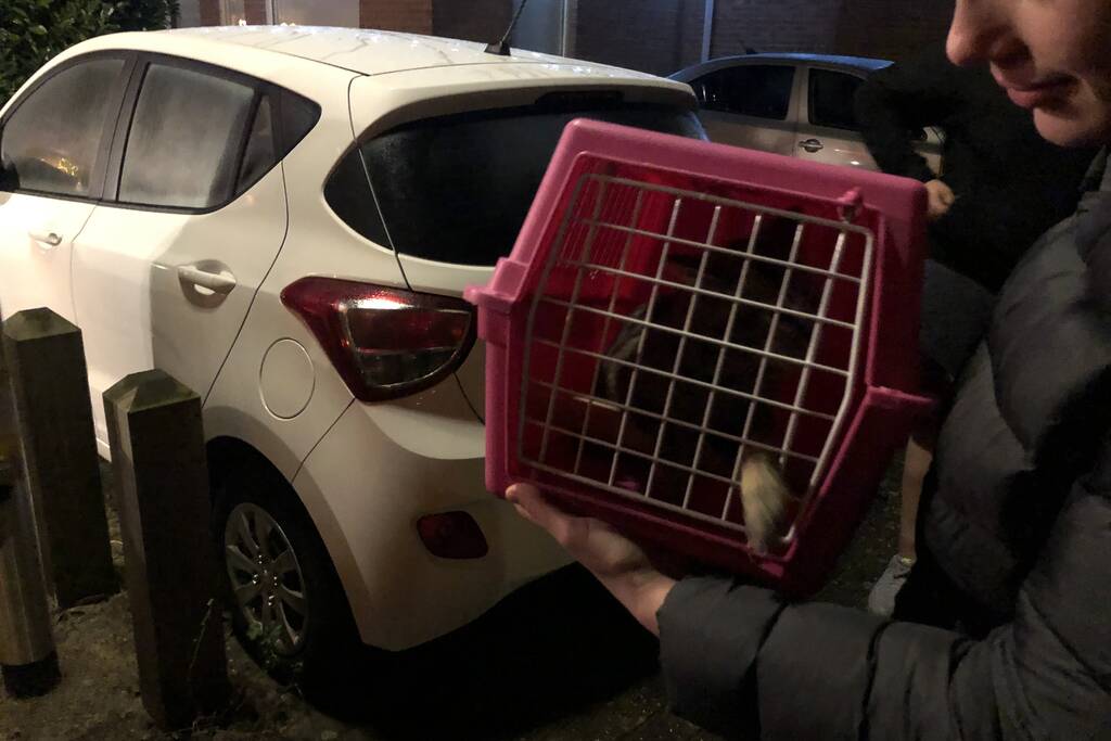 Kat valt van schrik in schoorsteenpijp