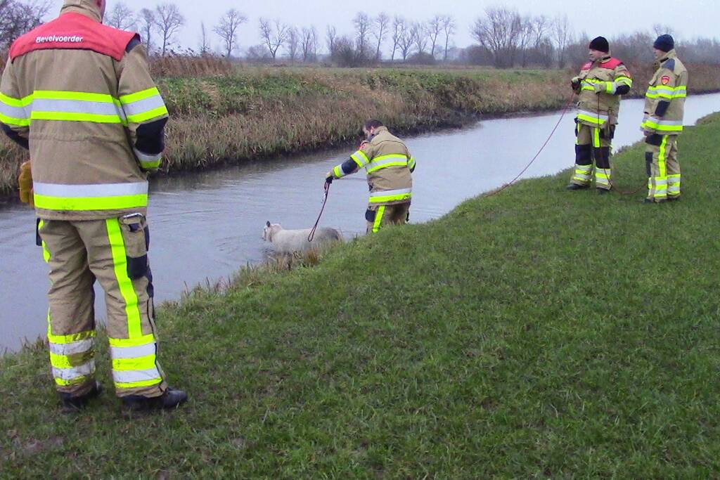Brandweer redt schaap uit het water