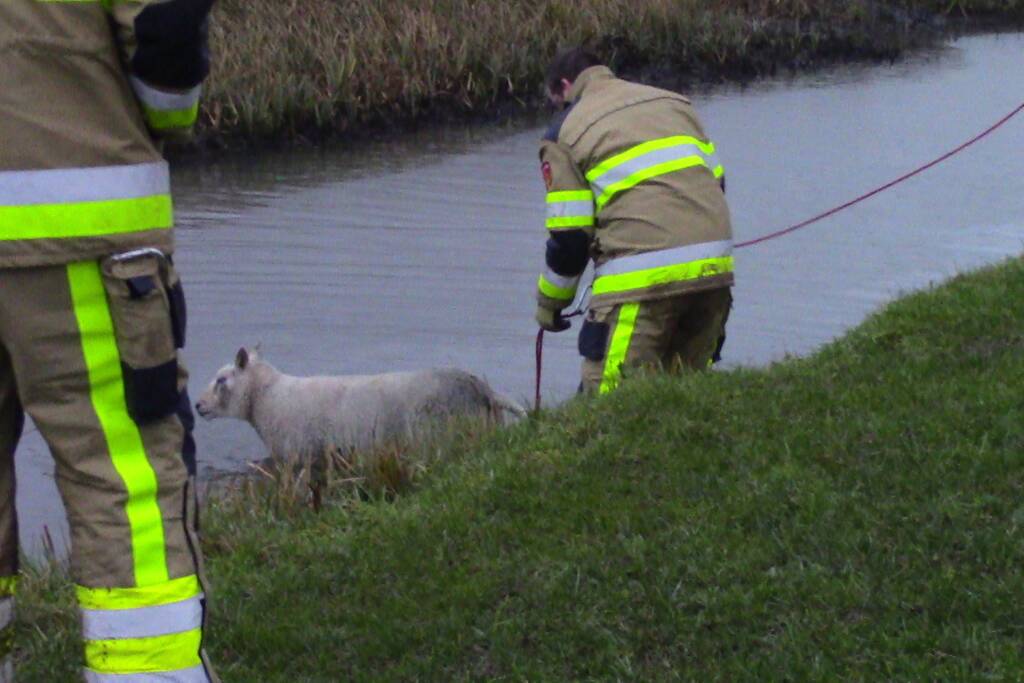 Brandweer redt schaap uit het water
