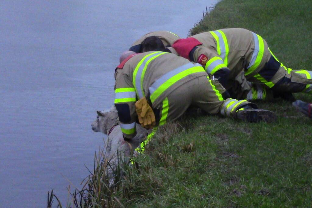 Brandweer redt schaap uit het water