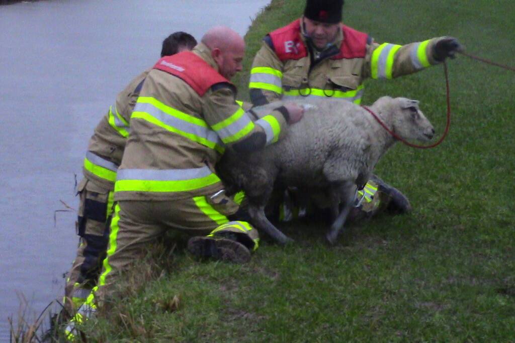 Brandweer redt schaap uit het water