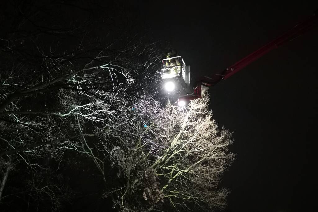 Tak dreigt uit boom te vallen