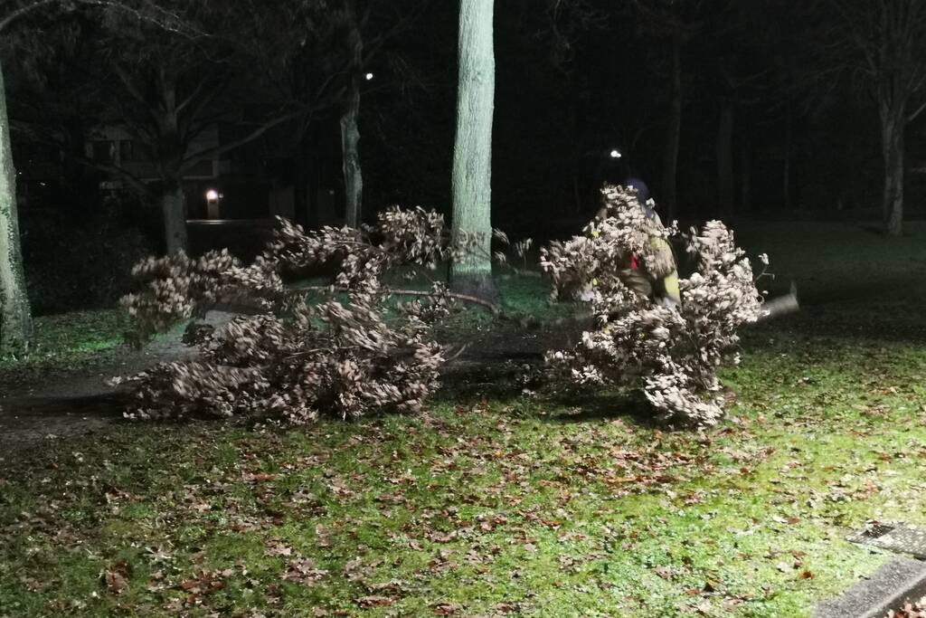 Tak dreigt uit boom te vallen