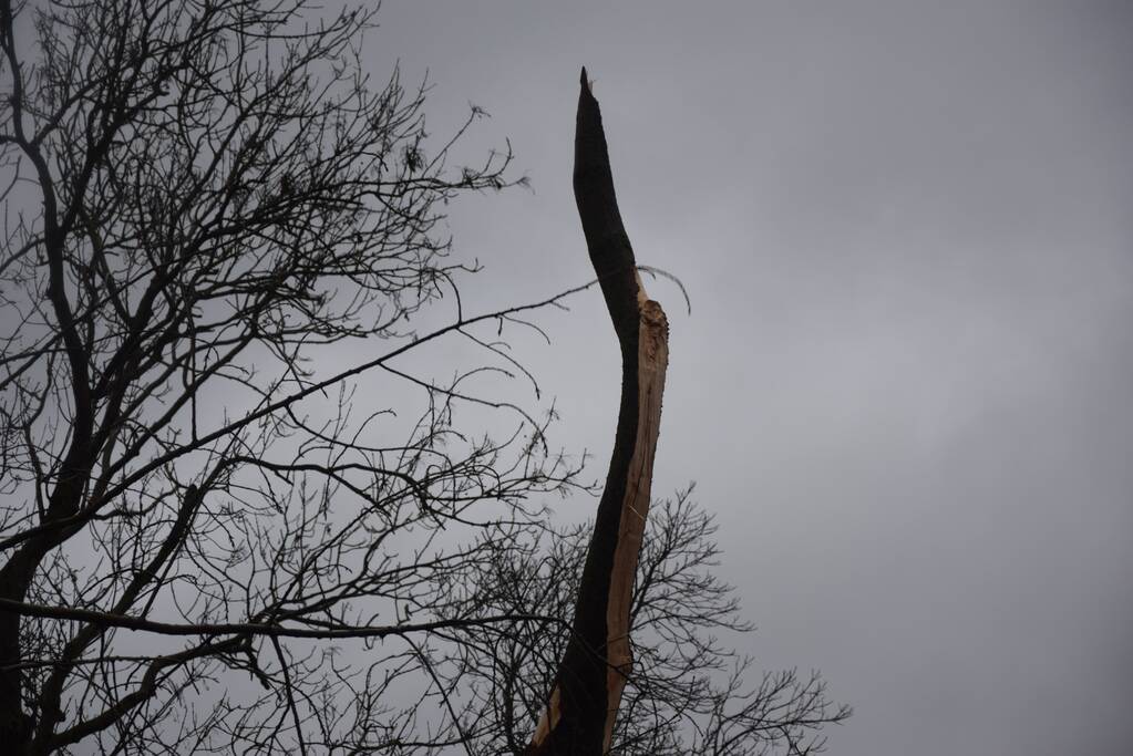 Boom neemt andere bomen mee in val