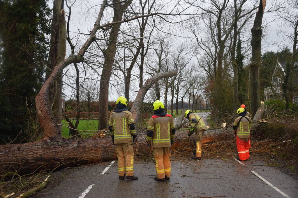 Boom neemt andere bomen mee in val