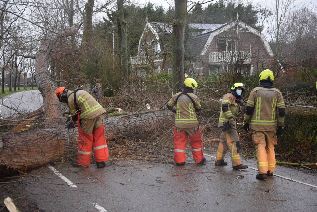 Boom neemt andere bomen mee in val