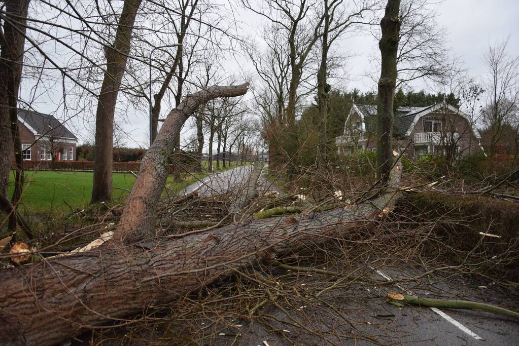 Boom neemt andere bomen mee in val