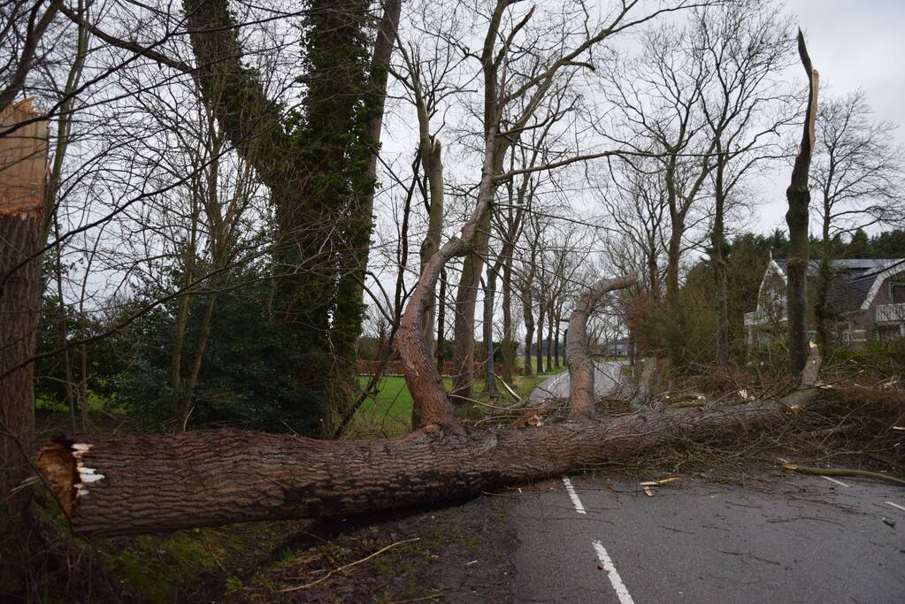 Boom neemt andere bomen mee in val