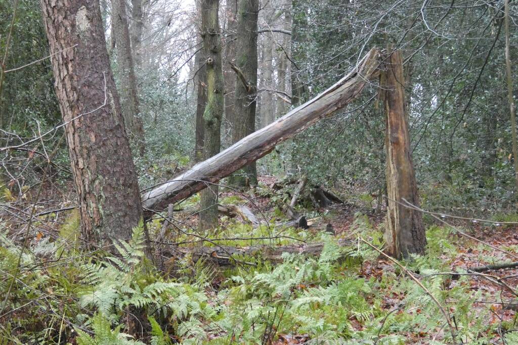 Brandweer ingezet voor omgewaaide boom