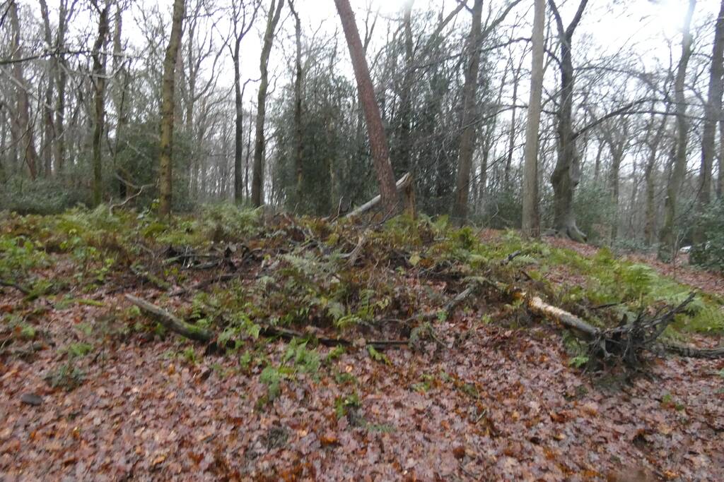 Brandweer ingezet voor omgewaaide boom