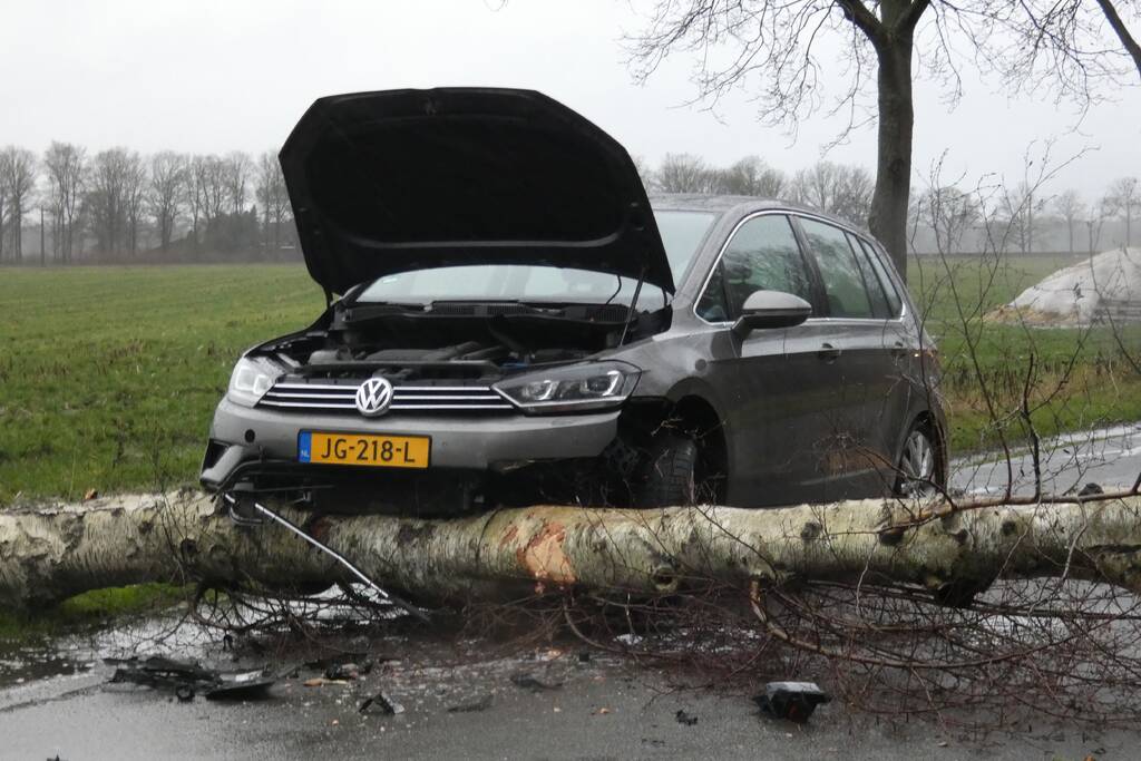 Boom waait om voor rijdende auto