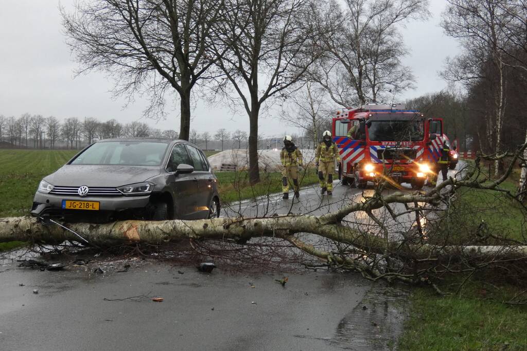 Boom waait om voor rijdende auto