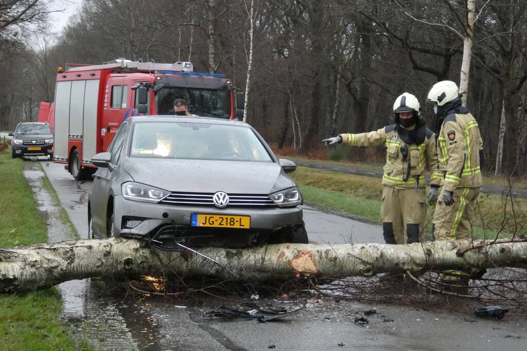 Boom waait om voor rijdende auto