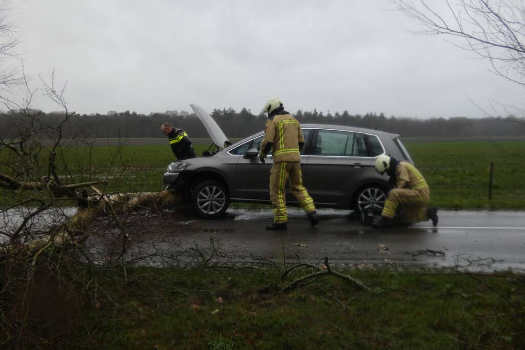 Boom waait om voor rijdende auto