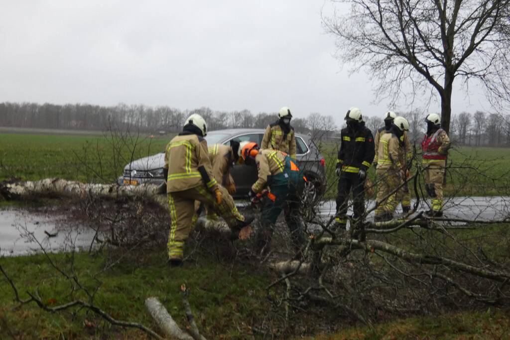 Boom waait om voor rijdende auto