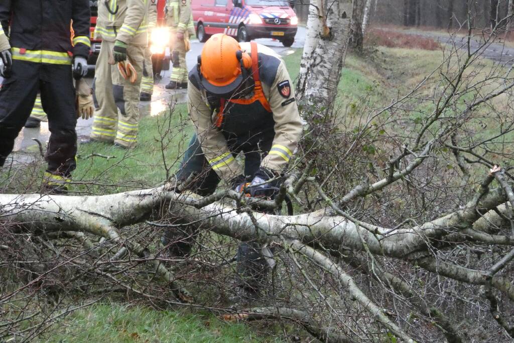 Boom waait om voor rijdende auto