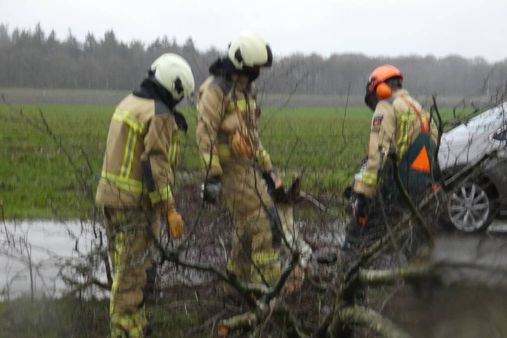 Boom waait om voor rijdende auto