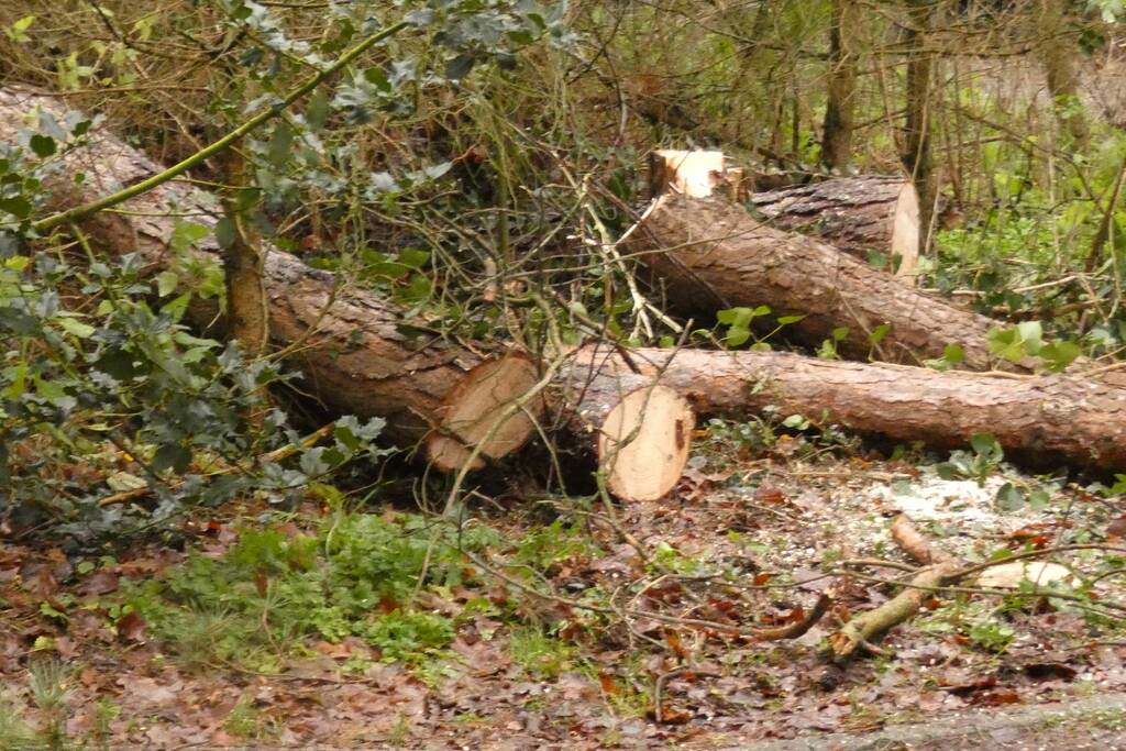 Brandweer zaagt omgewaaide boom in stukken